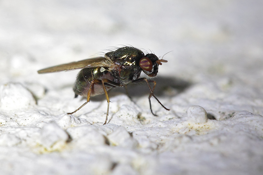 Calliopum cf. simillimum (Lauxaniidae)